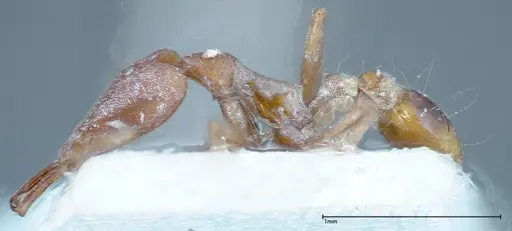 Strumigenys feae specimen FOCOL0188 image focol0188_3