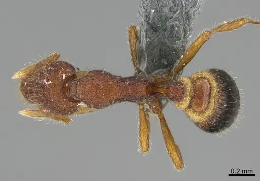 Strumigenys fenkara specimen CASENT0355817 image casent0355817_1