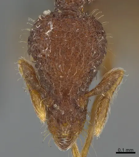 Strumigenys fenkara specimen CASENT0355817 image casent0355817_2
