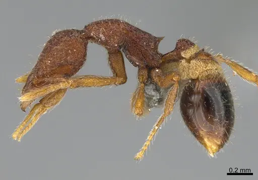 Strumigenys fenkara specimen CASENT0355817 image casent0355817_3