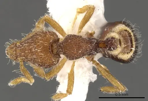 Strumigenys fenkara specimen CASENT0900089 image casent0900089_1