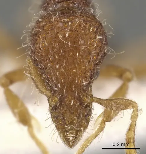 Strumigenys fenkara specimen CASENT0900089 image casent0900089_2