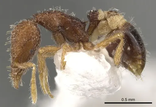 Strumigenys fenkara specimen CASENT0900089 image casent0900089_3