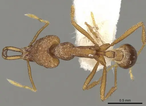 Strumigenys ferocior specimen CASENT0280751 image casent0280751_1
