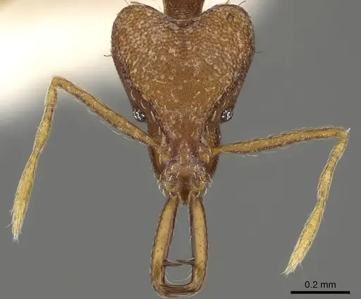 Strumigenys ferocior specimen CASENT0280751 image casent0280751_2