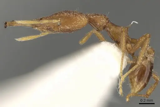 Strumigenys ferocior specimen CASENT0280751 image casent0280751_3