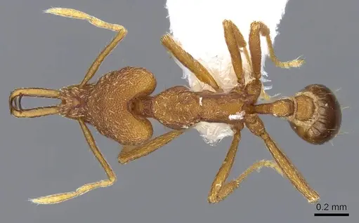 Strumigenys ferocior specimen CASENT0914792 image casent0914792_1