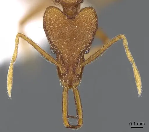 Strumigenys ferocior specimen CASENT0914792 image casent0914792_2