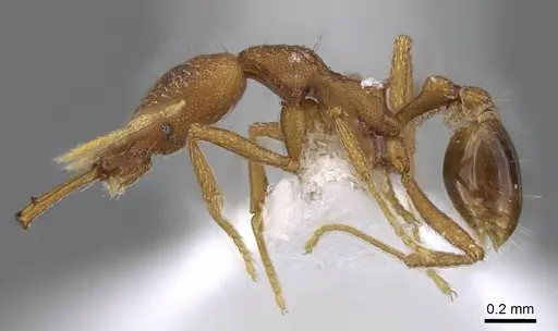 Strumigenys ferocior specimen CASENT0914792 image casent0914792_3