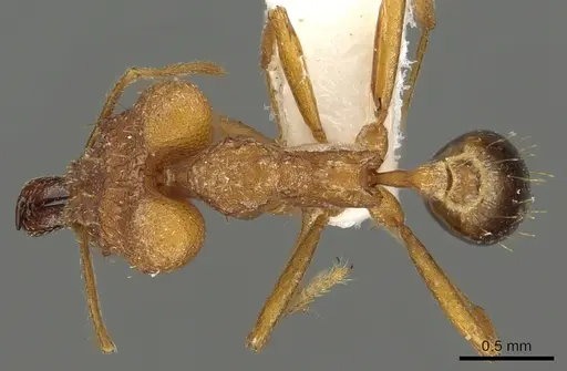 Strumigenys festigona specimen CASENT0900866 image casent0900866_1