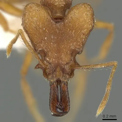Strumigenys festigona specimen CASENT0900866 image casent0900866_2