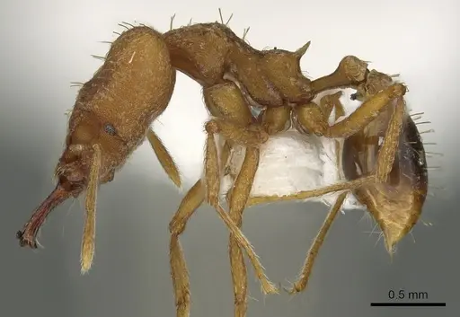Strumigenys festigona specimen CASENT0900866 image casent0900866_3