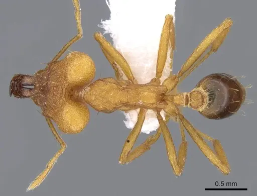 Strumigenys festigona specimen CASENT0914793 image casent0914793_1