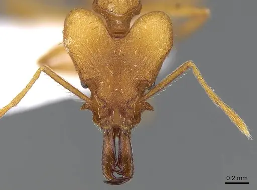 Strumigenys festigona specimen CASENT0914793 image casent0914793_2