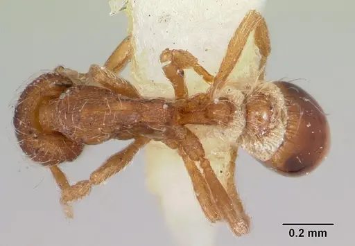 Strumigenys filirrhina specimen CASENT0105848 image casent0105848_1