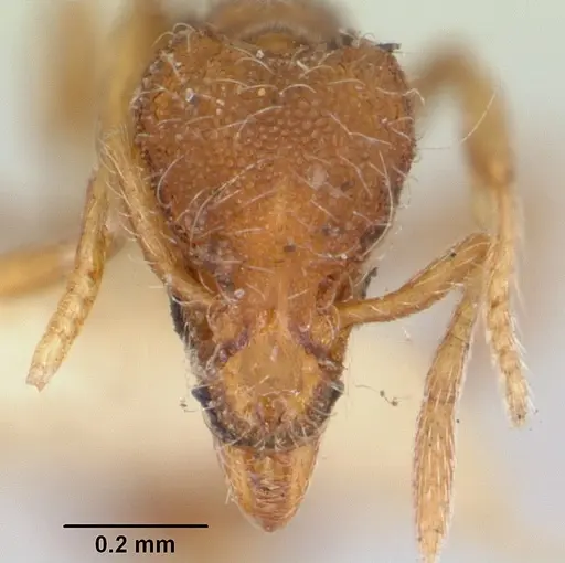 Strumigenys filirrhina specimen CASENT0105848 image casent0105848_2