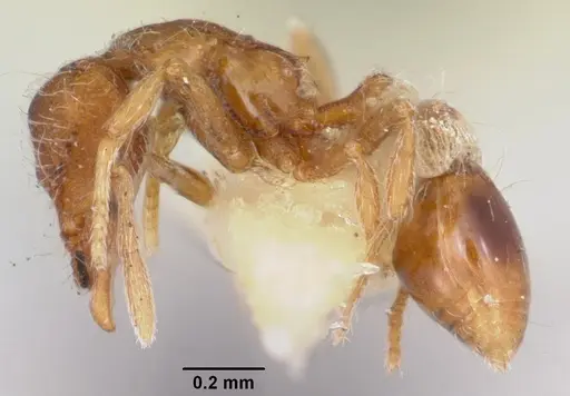 Strumigenys filirrhina specimen CASENT0105848 image casent0105848_3