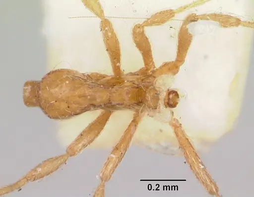 Strumigenys filitalpa specimen CASENT0105660 image casent0105660_1