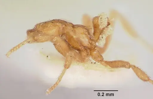 Strumigenys filitalpa specimen CASENT0105660 image casent0105660_3