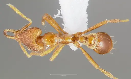 Strumigenys finator specimen CASENT0005536 image casent0005536_1