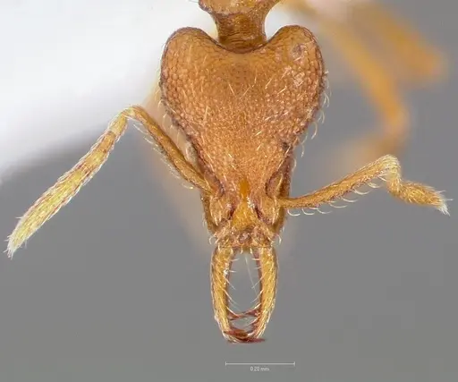 Strumigenys finator specimen CASENT0005536 image casent0005536_2