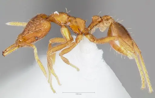 Strumigenys finator specimen CASENT0005536 image casent0005536_3