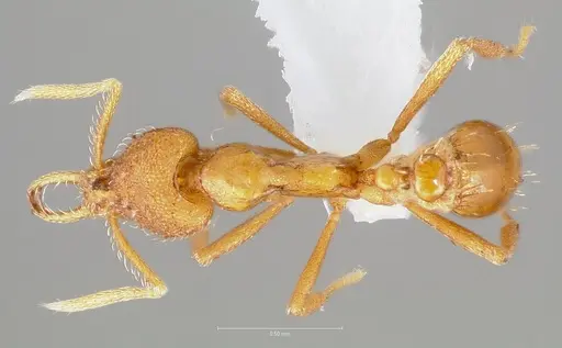 Strumigenys finator specimen CASENT0005537 image casent0005537_1