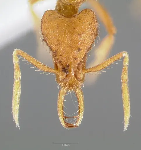 Strumigenys finator specimen CASENT0005537 image casent0005537_2