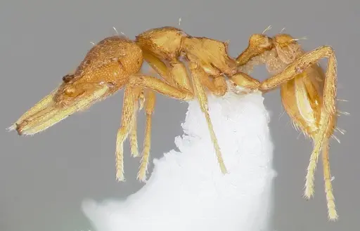 Strumigenys finator specimen CASENT0005537 image casent0005537_3