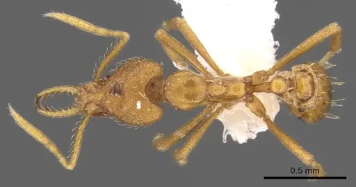 Strumigenys finator specimen CASENT0900722 image casent0900722_1