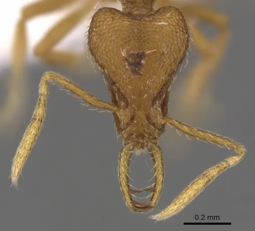Strumigenys finator specimen CASENT0900722 image casent0900722_2