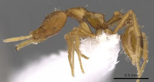 Strumigenys finator specimen CASENT0900722 image casent0900722_3