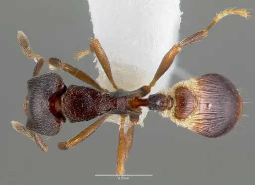 Strumigenys fisheri specimen CASENT0005652 image casent0005652_1