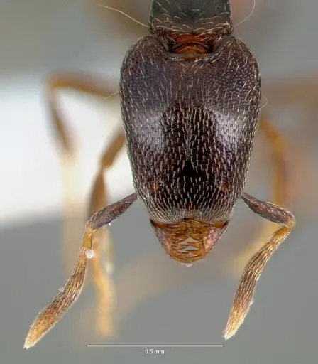 Strumigenys fisheri specimen CASENT0005652 image casent0005652_2