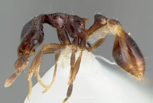 Strumigenys fisheri specimen CASENT0005652 image casent0005652_3