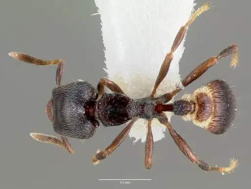 Strumigenys fisheri specimen CASENT0005653 image casent0005653_1