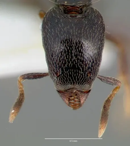 Strumigenys fisheri specimen CASENT0005653 image casent0005653_2
