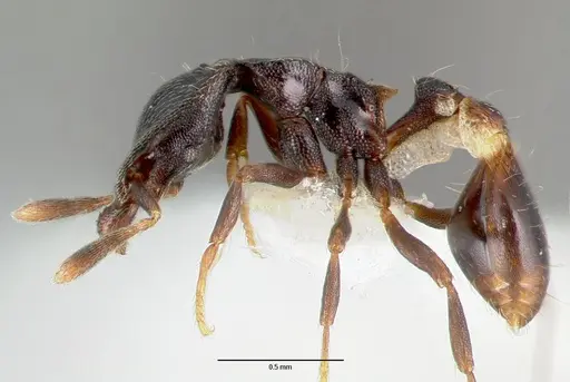 Strumigenys fisheri specimen CASENT0005653 image casent0005653_3