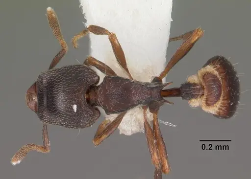 Strumigenys fisheri specimen CASENT0102256 image casent0102256_1