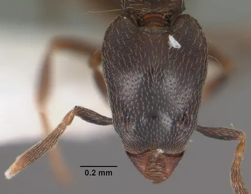 Strumigenys fisheri specimen CASENT0102256 image casent0102256_2