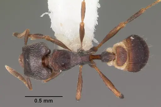 Strumigenys fisheri specimen CASENT0102257 image casent0102257_1