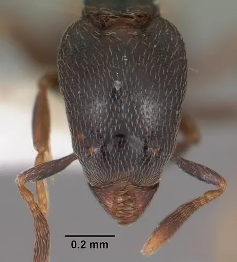 Strumigenys fisheri specimen CASENT0102257 image casent0102257_2