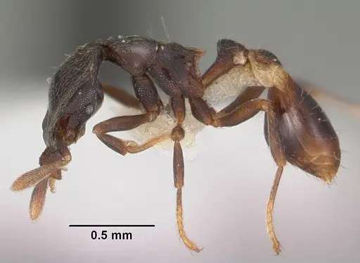 Strumigenys fisheri specimen CASENT0102257 image casent0102257_3