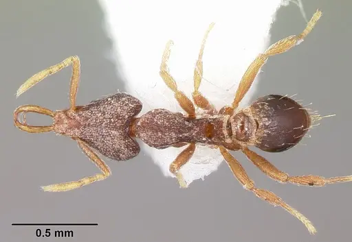 Strumigenys fixata specimen CASENT0102651 image casent0102651_1