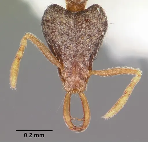 Strumigenys fixata specimen CASENT0102651 image casent0102651_2