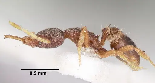 Strumigenys fixata specimen CASENT0102651 image casent0102651_3
