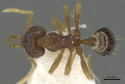 Strumigenys fixata specimen CASENT0900844 image casent0900844_1