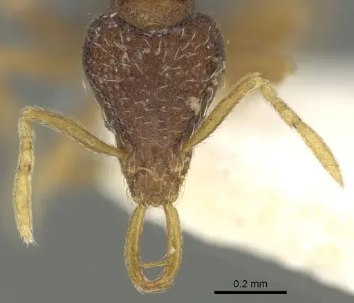 Strumigenys fixata specimen CASENT0900844 image casent0900844_2