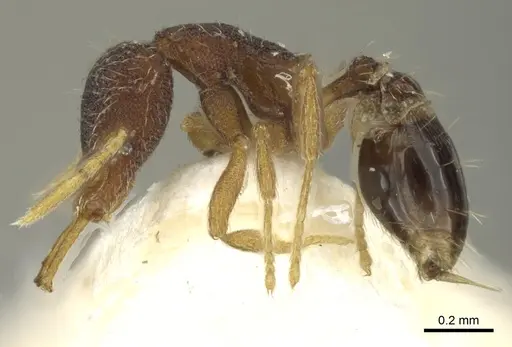 Strumigenys fixata specimen CASENT0900844 image casent0900844_3
