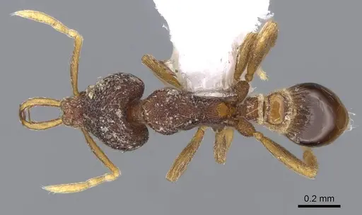 Strumigenys fixata specimen CASENT0914794 image casent0914794_1